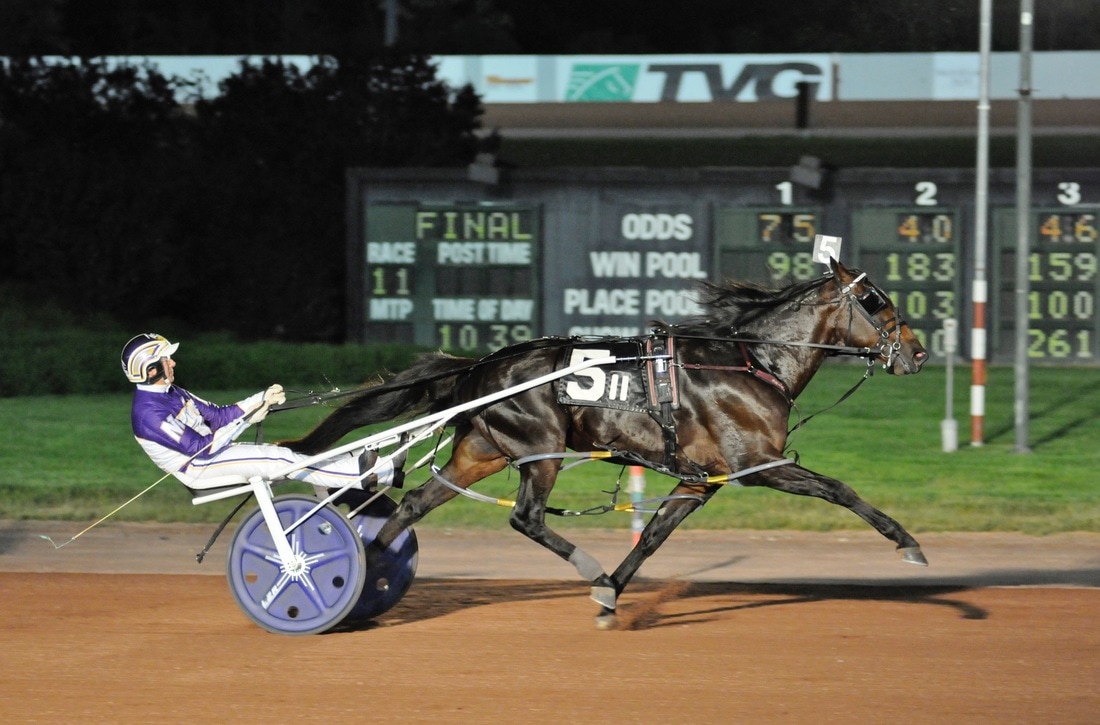 Fear The Dragon harness racing horse